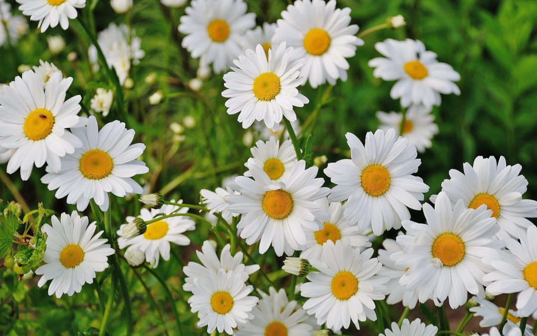 Blossom Daisies