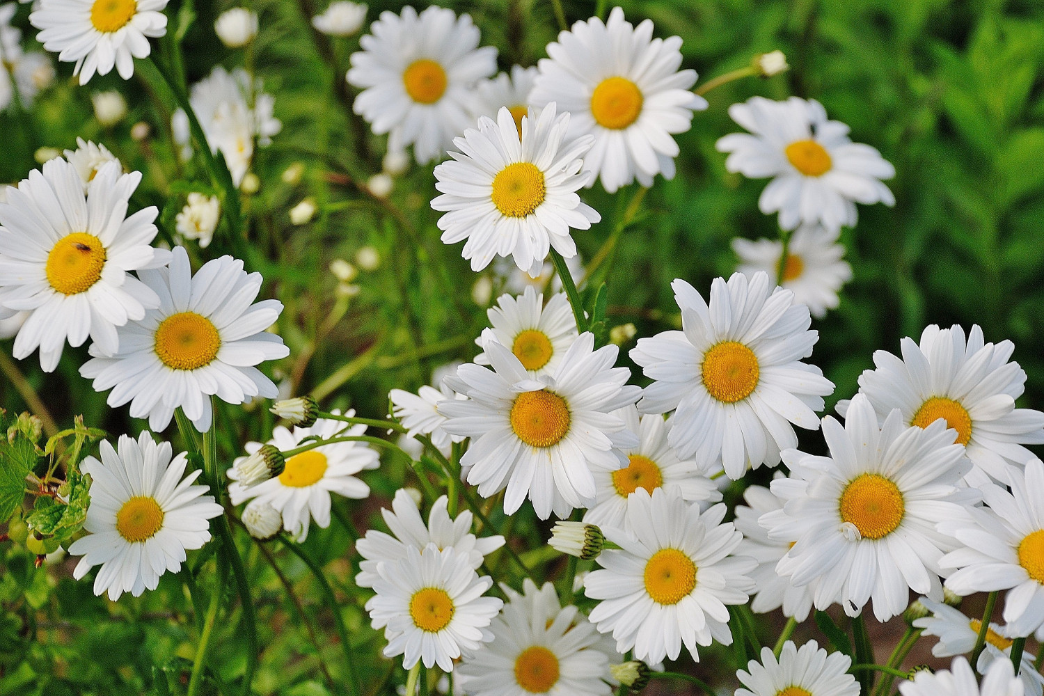 Blossom Daisies